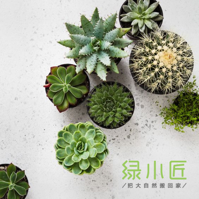 綠小匠家庭盆栽品牌